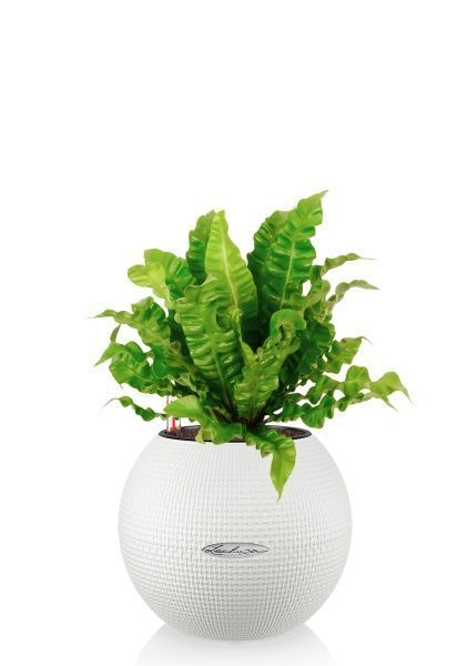 Асплениум Криспи в PURO 20