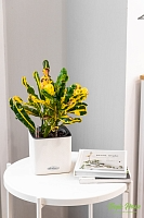 Кротон Еллоу 12/30 см в OJO