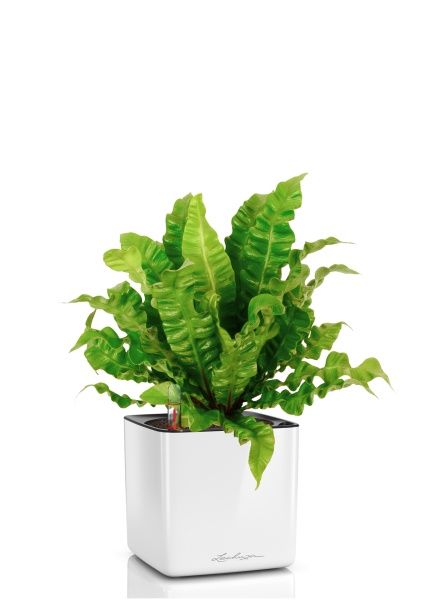 Асплениум Криспи в CUBE GLOSSY 14