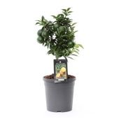 Цитрус Мандарин на стволе d15 см h50 см Цитрус Мандарин на стволе d15 см h50 см