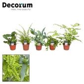 Папоротники микс (decorum) d7 см h20 см Папоротники микс (decorum) d7 см h20 см