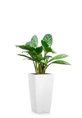 Аглаонема Страйп 17/60 см в CUBICO Color 22 Аглаонема Страйп 17/60 см в CUBICO Color 22