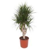 Драцена Маргината бранч разветвленная d34 см h150 см