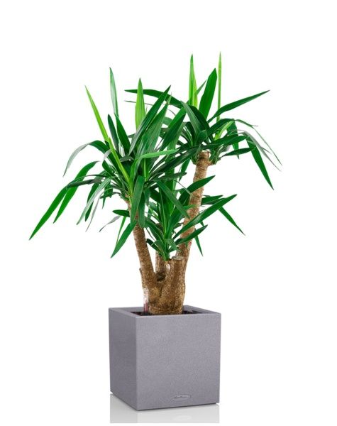 Юкка разветвленная 24/100 см в CANTO STONE LOW 30