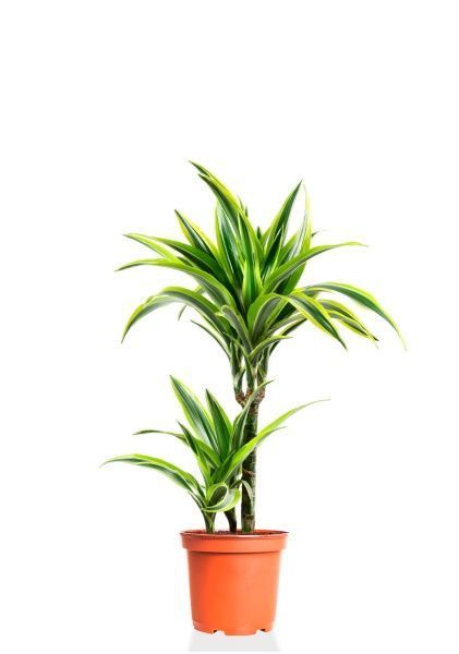 Драцена Лемон Лайм 2 ствола 17/65 см