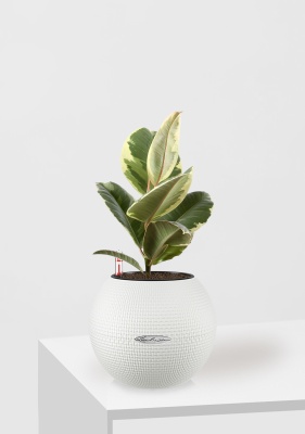 Фикус Эластика Тинеке 12/35 см в PURO 20 Фикус Эластика Тинеке 12/35 см в PURO 20