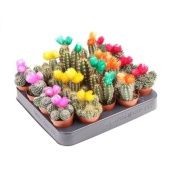 Кактусы с накладными цветами d5.5 см h8 см тип 2 Кактусы с накладными цветами d5.5 см h8 см тип 2
