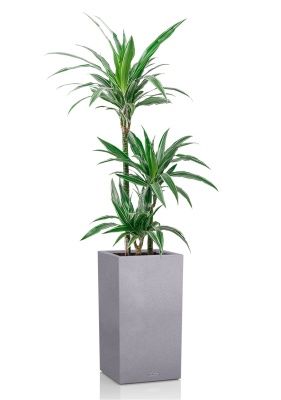 Драцена Варнески 3 ствола в CANTO STONE HIGH 30, серый камень