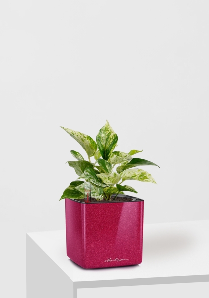 Сциндапсус Марбл Квин 12/20 см в CUBE GLOSSY KISS 14 Сциндапсус Марбл Квин 12/20 см в CUBE GLOSSY KISS 14