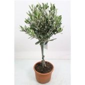 Олива европейская d17 см h65 см