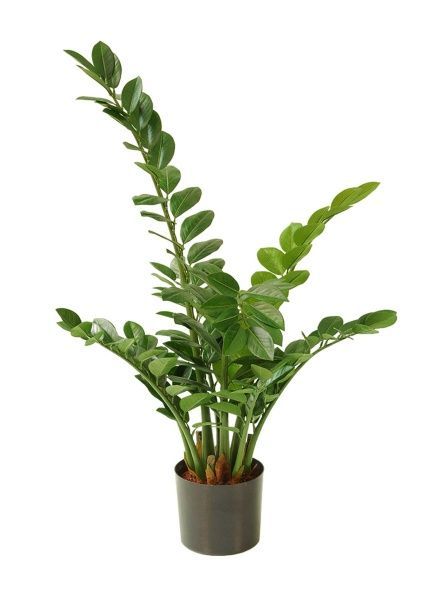 Растение искусственное в кашпо "Замиокулькас", H94 см, 8 веток, 154 листа