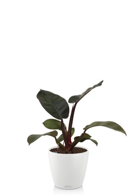 Филодендрон Блэк Кардинал 12/40 см в CLASSICOCOLOR 18 Филодендрон Блэк Кардинал 12/40 см в CLASSICOCOLOR 18