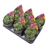 Пеперомия Dolabriformis Potcover d10.5 см h12.5 см