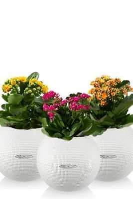 "Набор для детской" Каланхоэ PURO 20/35 см, белый (3 шт.)