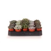 Эхеверия микс d5.5 см h8 см тип 4