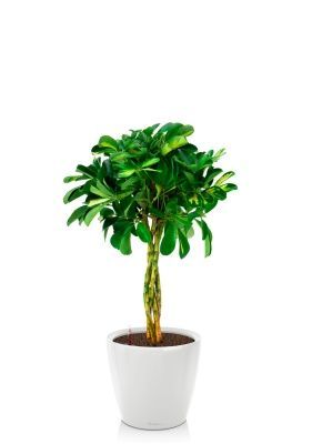 Шеффлера Голд Капелла 21/75 см в CLASSICO LS 28, белый блестящий