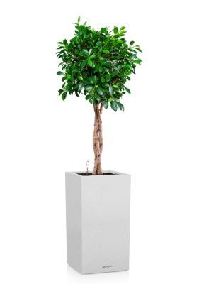 Фикус Нитида переплетенный 23/110 см в CANTO STONE HIGH 30, песочный белый Фикус Нитида переплетенный 23/110 см в CANTO STONE HIGH 30, песочный белый