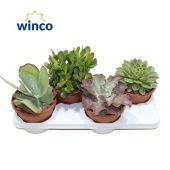 Суккуленты микс d17 см h25 см