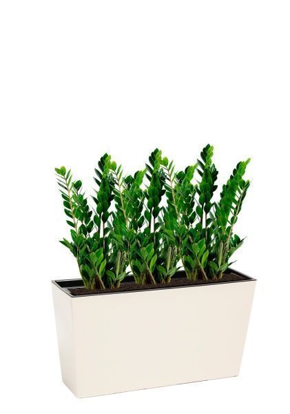 Замиокулькас 17/70 см в LAMELA Werbena