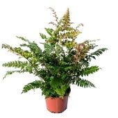 Дидимохлена усеченная Трункатула d17 см h55 см Дидимохлена усеченная Трункатула d17 см h55 см