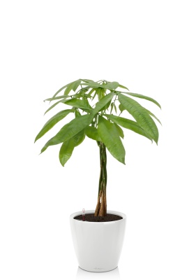 Пахира Акватика косичка 21/90 см в CLASSICO LS 28, белый блестящий Пахира Акватика косичка 21/90 см в CLASSICO LS 28, белый блестящий