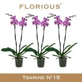 Фаленопсис 2 ствола Tsarine Pink 16+ (florious) d15 см h90 см