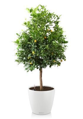 Цитрус Каламондин в CLASSICO COLOR 60, белый