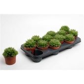 Хавортия Купери d10.5 см h16 см