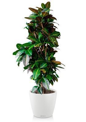 Кротон Петра в CLASSICO COLOR 35, белый