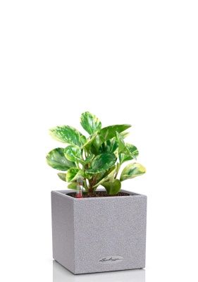 Пеперомия Уса 12/25 см в CANTO STONE 14, серый камень Пеперомия Уса 12/25 см в CANTO STONE 14, серый камень