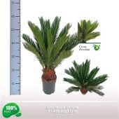 Цикас Революта 14+ листьев d14 см h55 см