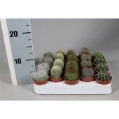 Кактусы микс d5.5 см h5 см Кактусы микс d5.5 см h5 см