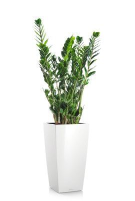 Замиокулькас 21/90 в CUBICO 30, белый блестящий Замиокулькас 21/90 в CUBICO 30, белый блестящий