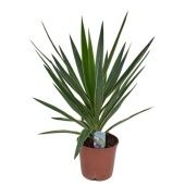 Юкка Puck Head d21 см 80 см Юкка Puck Head d21 см 80 см