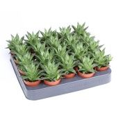 Хавортия Vivaldi d5.5 см h9 см