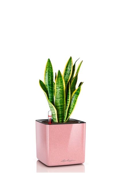 Сансевиерия Лауренти 12/40 см в CUBE GLOSSY KISS 14