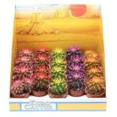 Эхинокактус Rainbow Mix d5.5 см h8 см тип 2