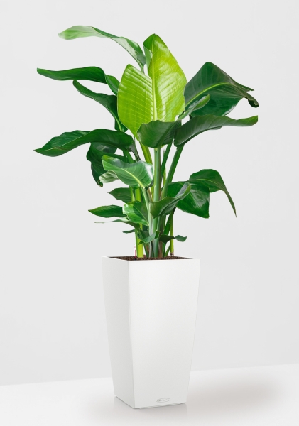 Стрелиция Николай 27/140 см в CUBICO COLOR 40