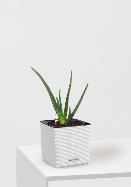 Алоэ Вера в CUBE Color 14 Алоэ Вера в CUBE Color 14