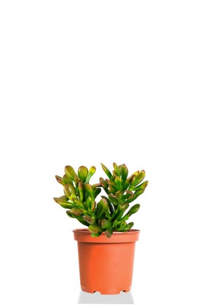 Крассула микс 12/20 см