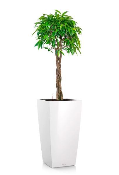 Фикус Амстел Кинг переплетенный 40/170 см в CUBICO 40