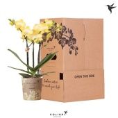 Фаленопсис Kolibri Yellow 3st d9 см h40 см тип 2