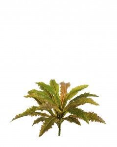 Асплениум Криспи Вэйв