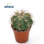 Гимнокалициум Quehlianum d5.5 см h10 см тип 2