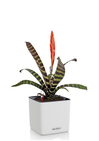 Вриезия Спленриет в CUBE COLOR 14