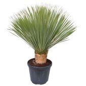 Юкка Рострата d45 см h130 см Юкка Рострата d45 см h130 см