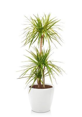 Драцена Маргината Санрей 3 ствола 27/150 см в CLASSICO LS 35, белый блестящий