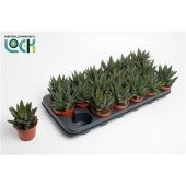 Гастерия Apollo d8.5 см h15 см