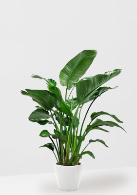 Стрелиция Николай 35/180 см в CLASSICO LS 43