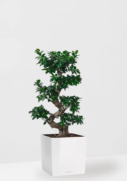 Фикус Бонсай в керамике 45/80 см в CUBE 50